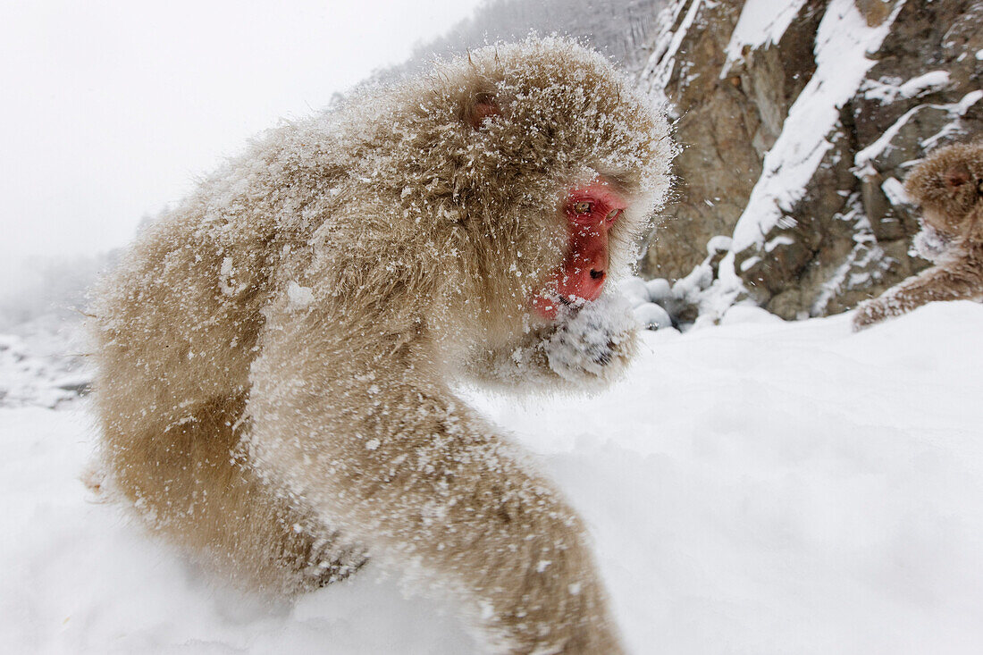Japanese Macaque Foraging for Food,Jigokudani Onsen,Nagano,Japan