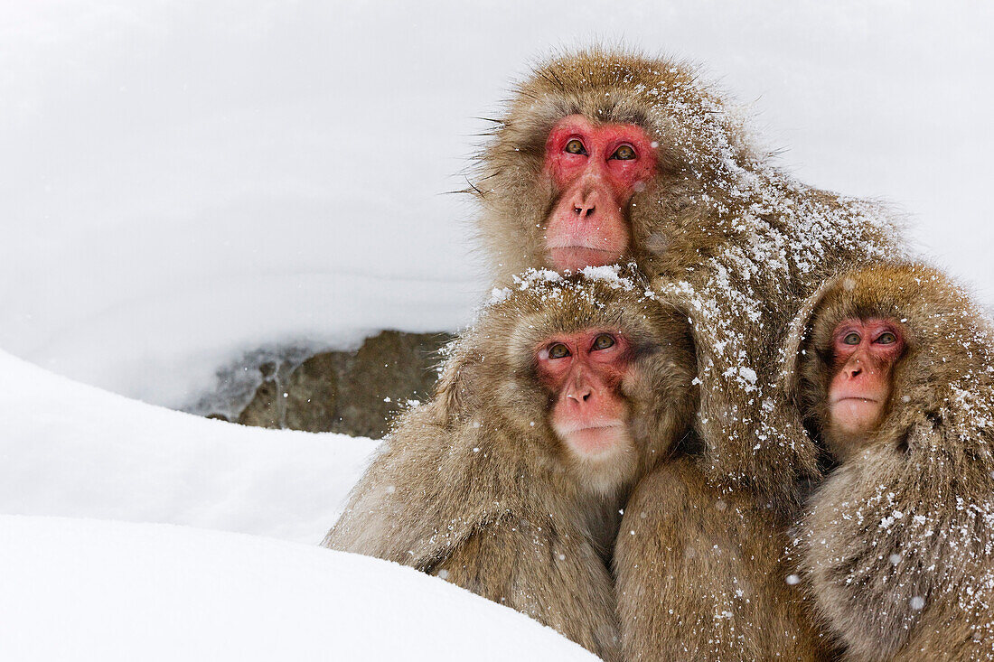 Porträt von Japanmakaken,Jigokudani Onsen,Nagano,Japan