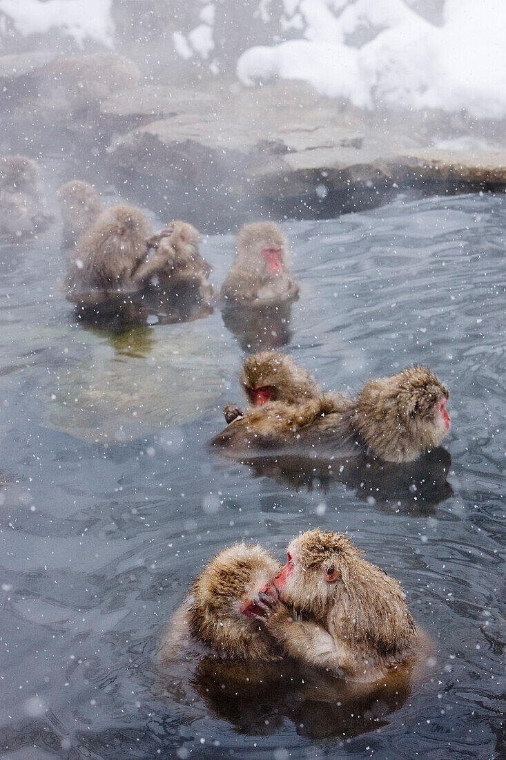 Japanische Makaken in Jigokudani Onsen,Nagano,Japan