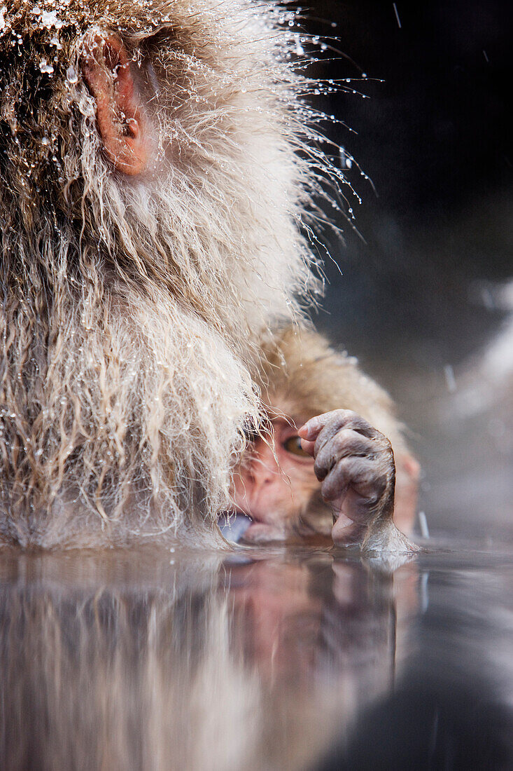 Baby Japanese Macaque Sticking Tongue Out,Jigokudani Onsen,Nagano,Japan