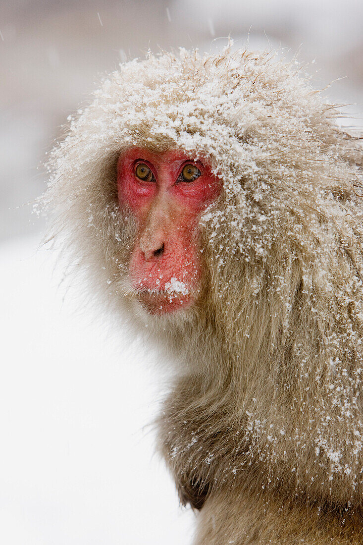 Portrait of Japanese Macaque,Jigokudani Onsen,Nagano,Japan
