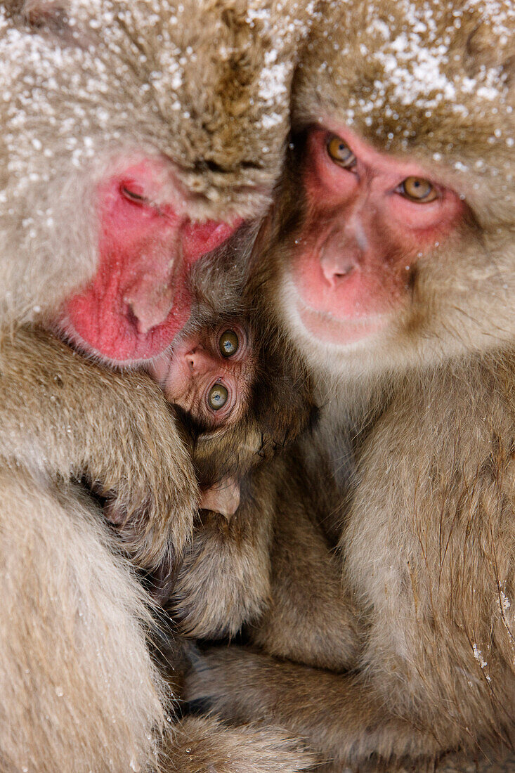 Japanische Makaken aneinander gekuschelt, Jigokudani Onsen, Nagano, Japan