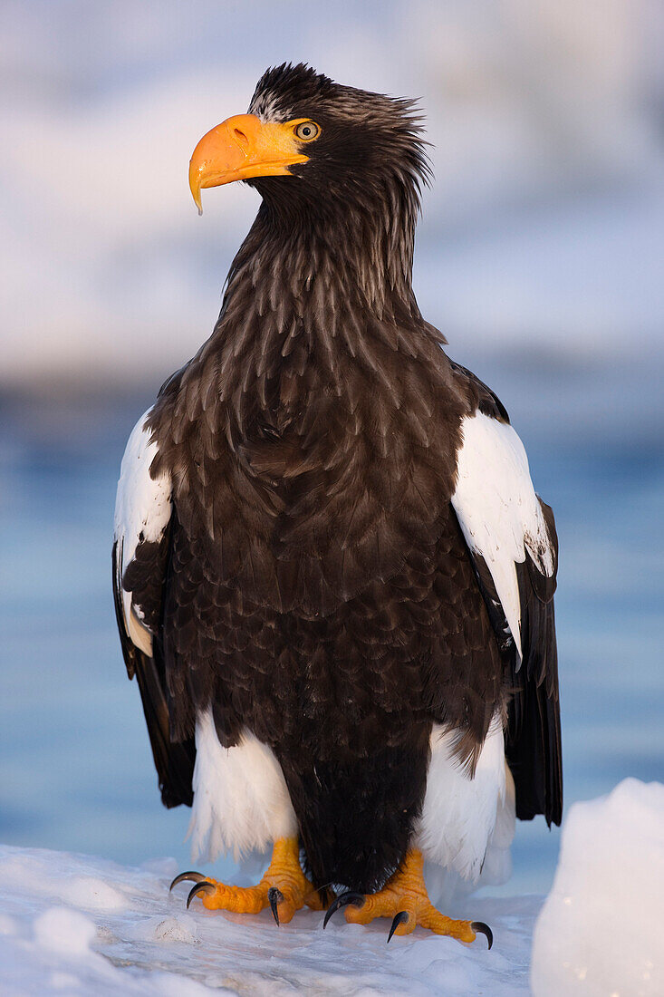 Steller's Sea Eagle,Nemuro Channel,Shiretoko Peninsula,Hokkaido,Japan