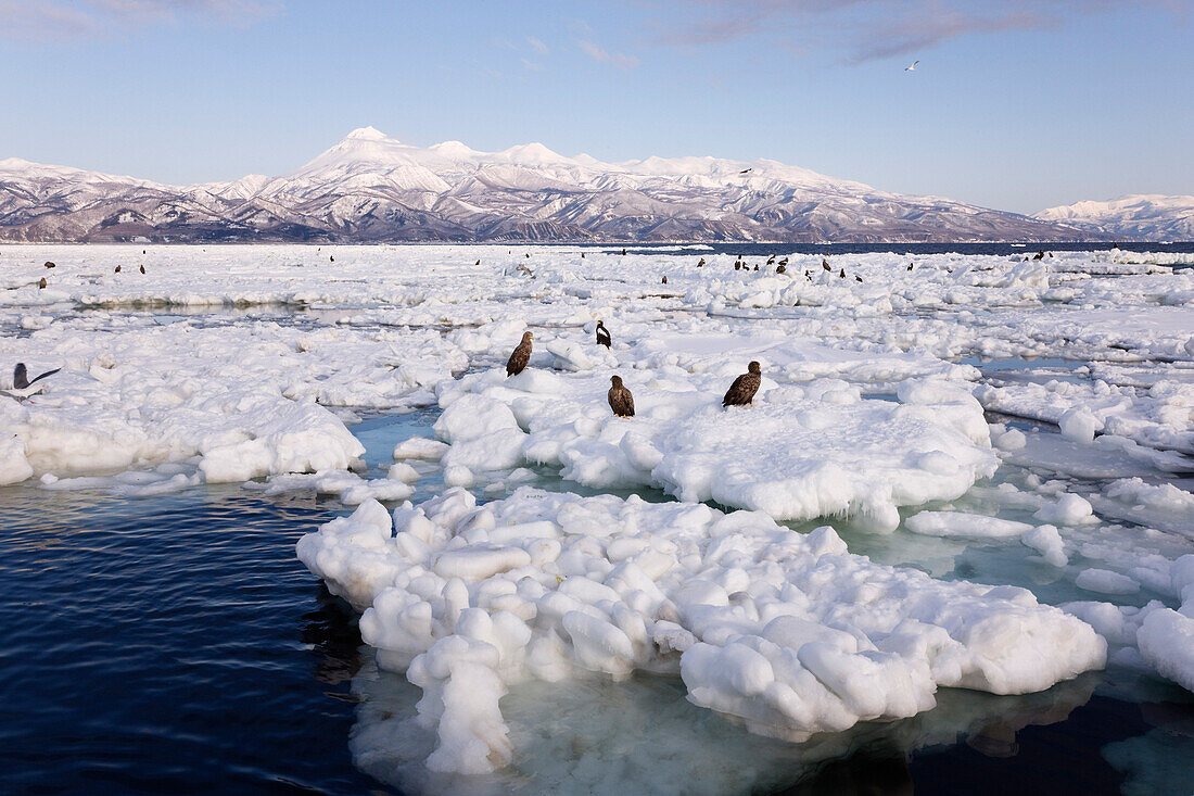 Stellersche Seeadler und Seeadler auf Eisscholle, Nemuro-Kanal, Shiretoko-Halbinsel, Hokkaido, Japan