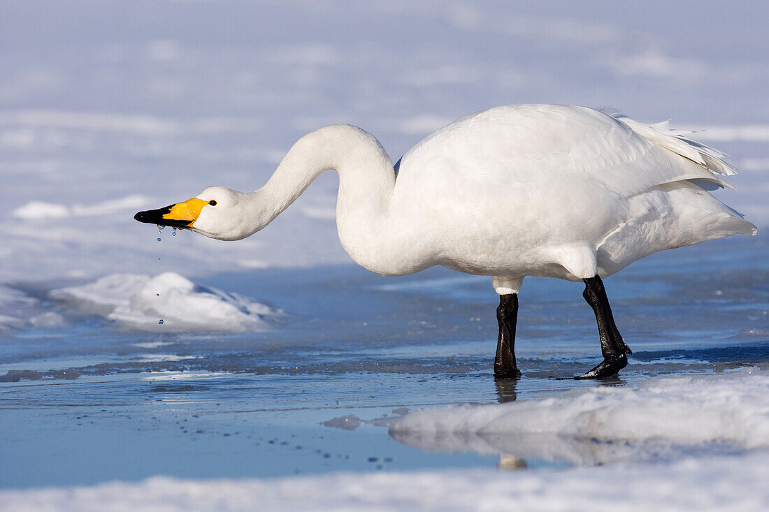 Singschwan,Shiretoko-Halbinsel,Hokkaido,Japan