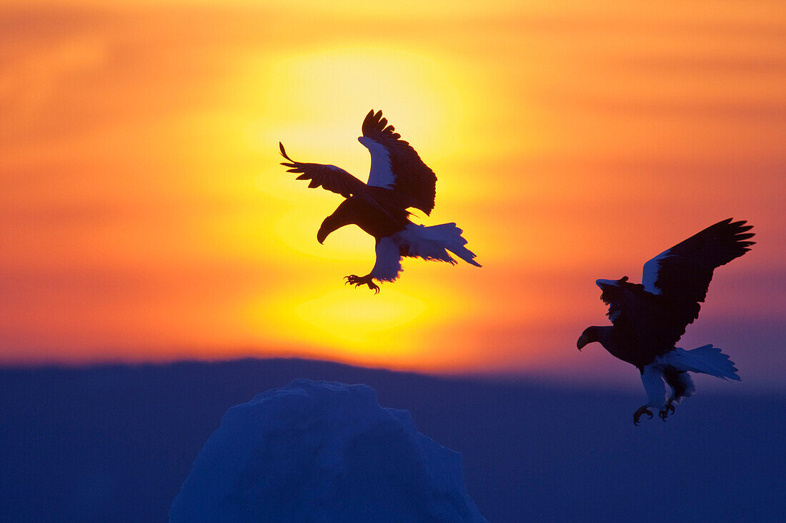 Zwei Adler bei Sonnenuntergang, Nemuro-Kanal, Hokkaido-Präfektur, Japan