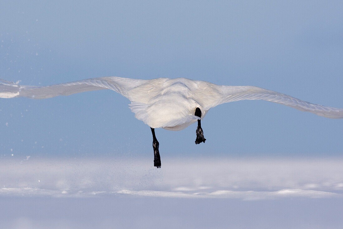 Whooper Swan in Flight,Shiretoko Peninsula,Hokkaido,Japan