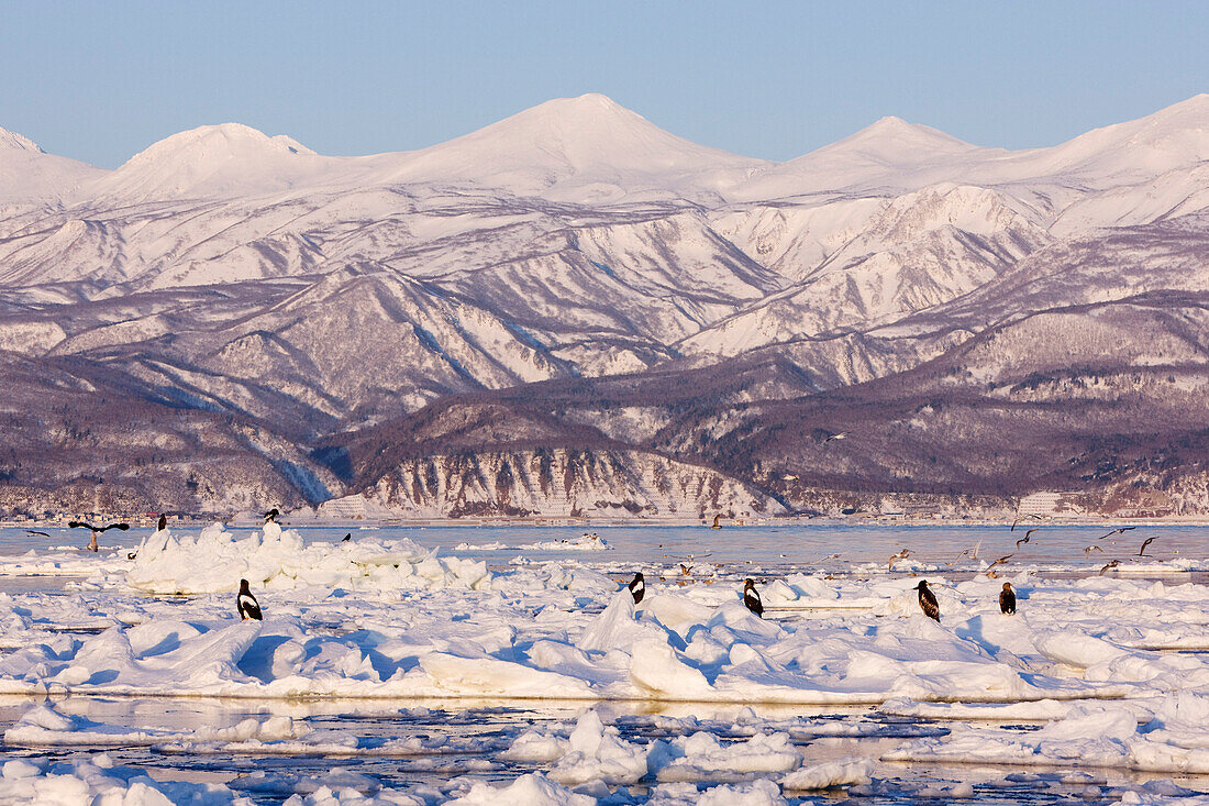 Steller's Sea Eagles and White- Tailed Eagles on Ice Floe,Nemuro Channel,Shiretoko Peninsula,Hokkaido,Japan