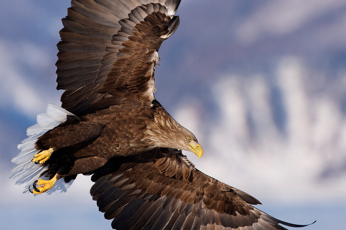 Seeadler im Flug,Nemuro-Kanal,Shiretoko-Halbinsel,Hokkaido,Japan