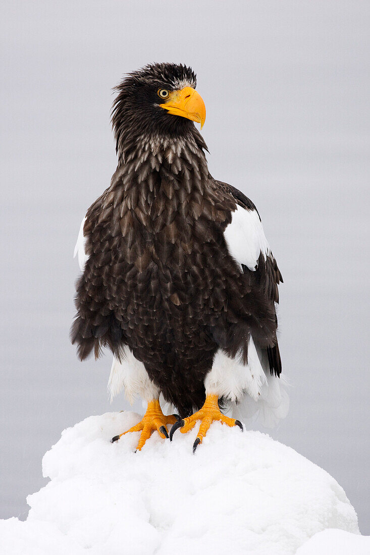 Riesenseeadler,Nemuro-Kanal,Shiretoko-Halbinsel,Hokkaido,Japan