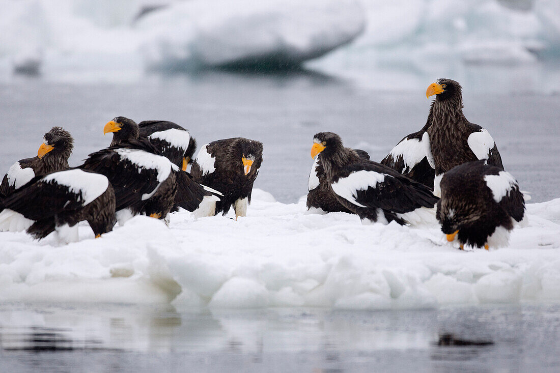 Steller's Sea Eagles on Ice Floe,Nemuro Channel,Shiretoko Peninsula,Hokkaido,Japan