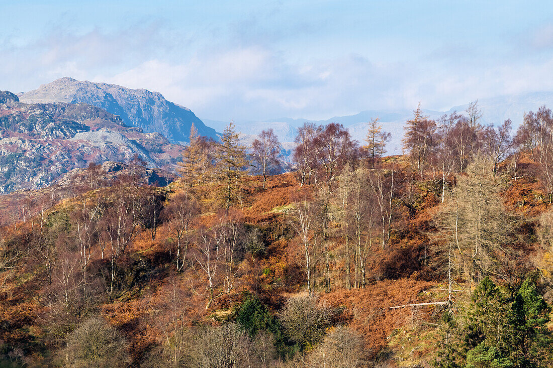 The Langdale Pikes above Tom Heights as seen from Tarn Hows,Lake District National Park,UNESCO World Heritage Site,Cumbria,England,United Kingdom,Europe