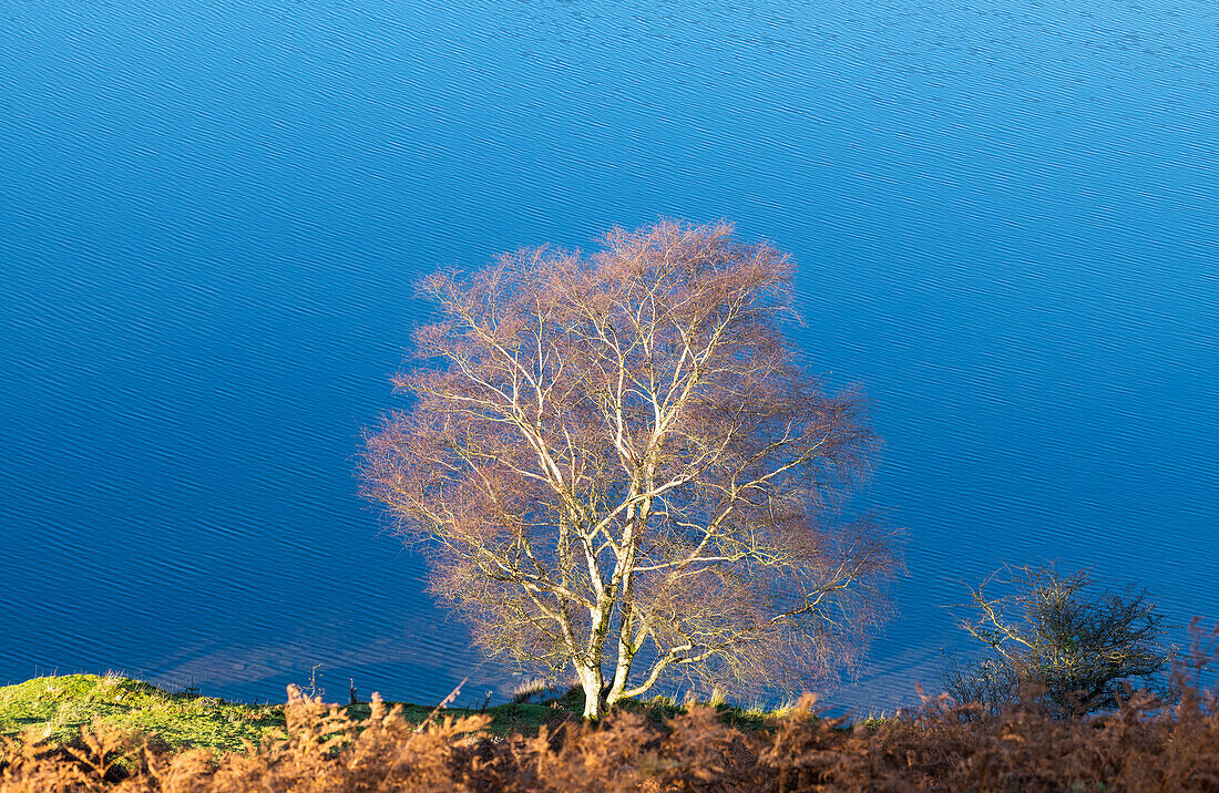 A tree in the morning light by the edge of Tarn Hows,Lake District National Park,UNESCO World Heritage Site,Cumbria,England,United Kingdom,Europe