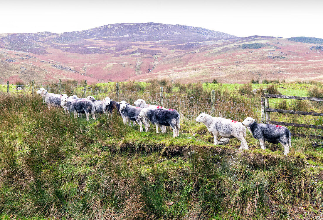 Eine Herde Herdwick-Schafe, heimisch im Lake District, nahe Buttermere, Cumbria, England, Vereinigtes Königreich, Europa