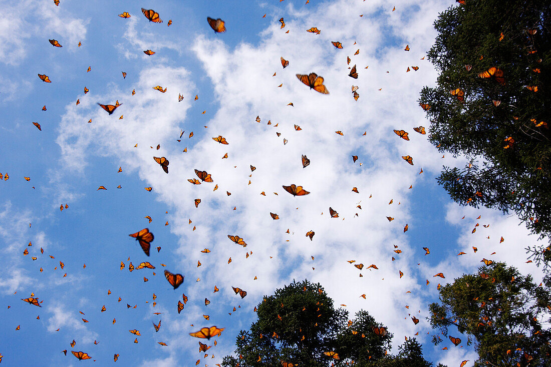 Monarchfalter, Sierra Chincua Schmetterlingsschutzgebiet, Angangueo, Michoacan, Mexiko