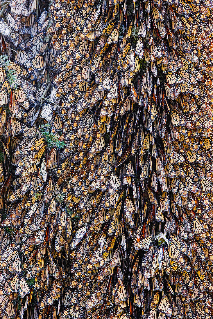 Monarchfalter auf Kiefernbaum, Sierra Chincua Schmetterlingsschutzgebiet, Angangueo, Mexiko