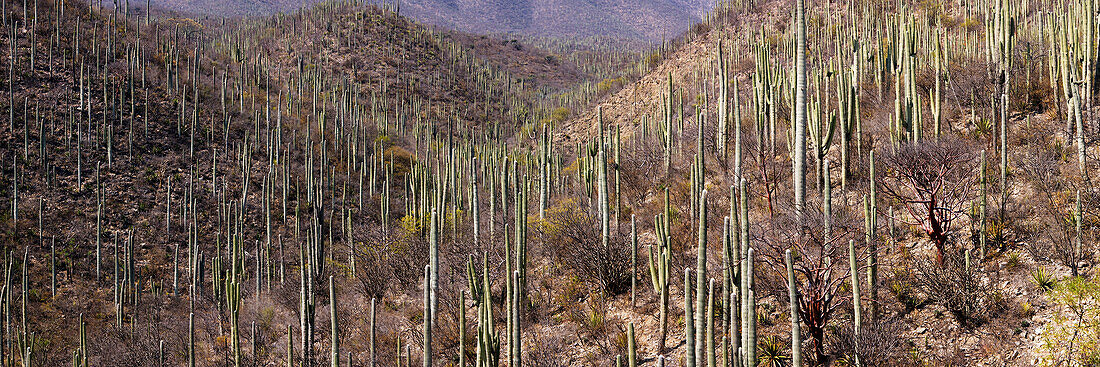 Overview of Cactus Forest,Oaxaca,Mexico