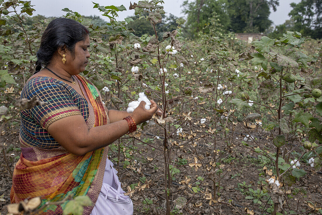 Frau pflückt Baumwolle in Babra, Maharashtra, Indien, Asien