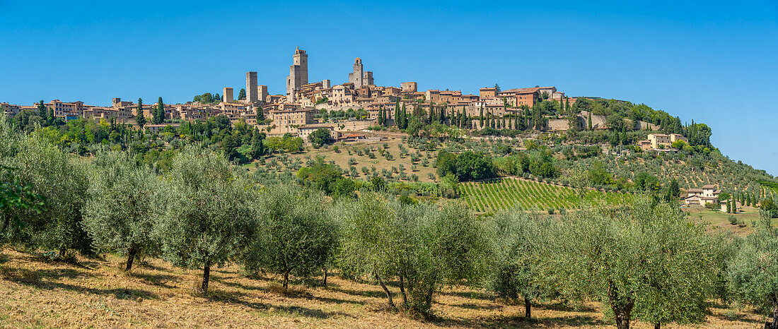 Blick auf Olivenbäume und San Gimignano, San Gimignano, Provinz Siena, Toskana, Italien, Europa