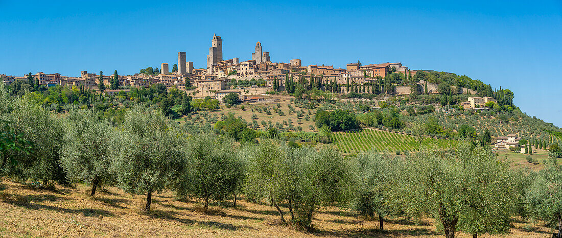 View of olive trees and San Gimignano,San Gimignano,Province of Siena,Tuscany,Italy,Europe