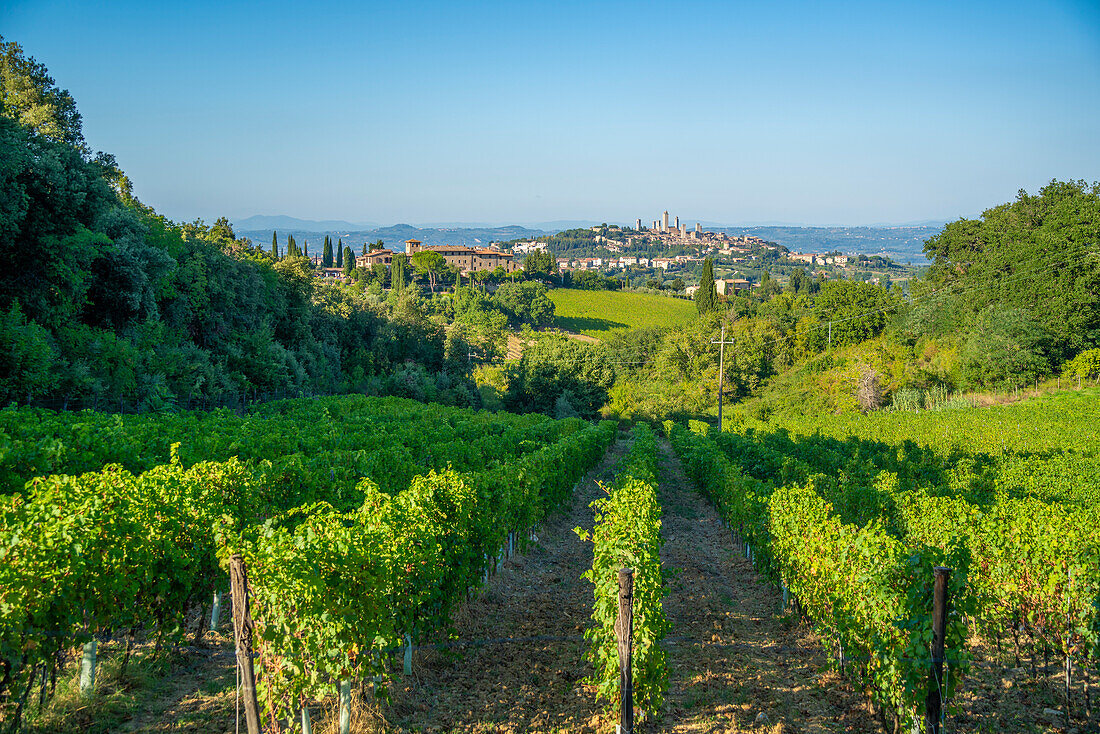 Blick auf Weinberge und San Gimignano im Hintergrund, San Gimignano, Provinz Siena, Toskana, Italien, Europa