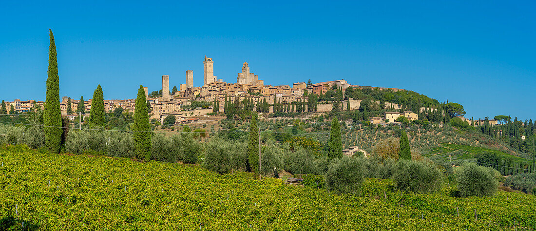 Blick auf Weinberge und San Gimignano, San Gimignano, Provinz Siena, Toskana, Italien, Europa