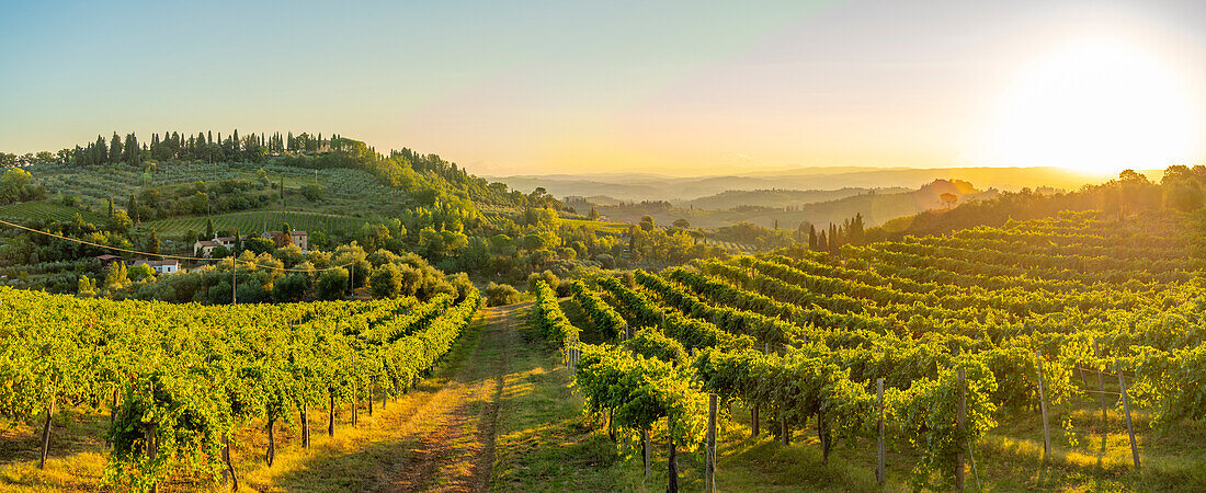 Blick auf Weinberge und Landschaft bei Sonnenaufgang bei San Gimignano, San Gimignano, Provinz Siena, Toskana, Italien, Europa