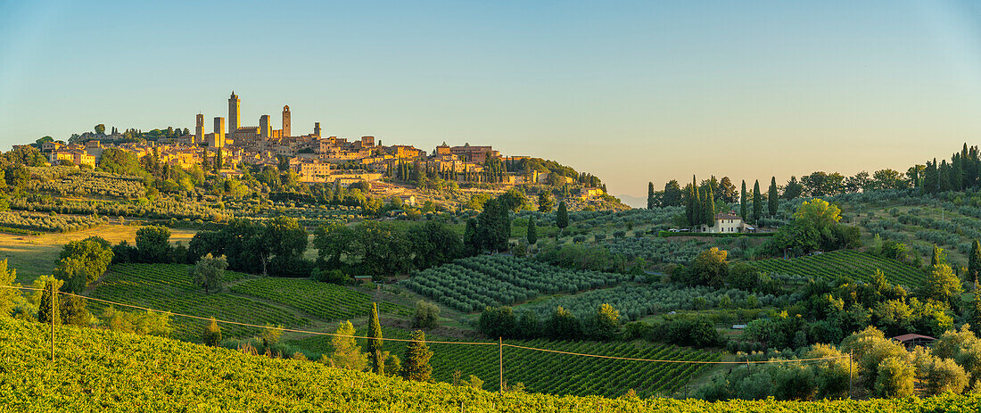 View of vineyards and San Gimignano at sunrise,San Gimignano,Province of Siena,Tuscany,Italy,Europe