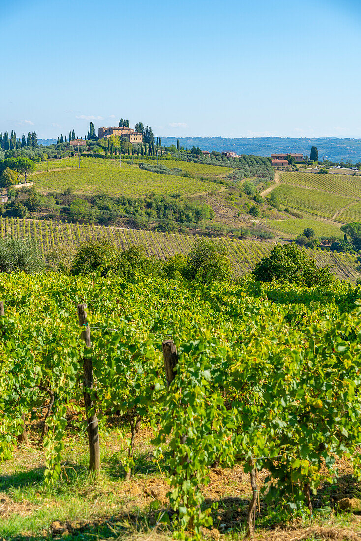 Blick auf Weinberge und Landschaft bei San Gimignano, San Gimignano, Provinz Siena, Toskana, Italien, Europa