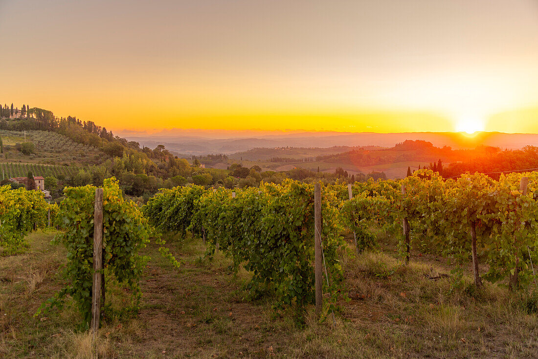 View of vineyards and landscape at sunrise near San Gimignano,San Gimignano,Province of Siena,Tuscany,Italy,Europe