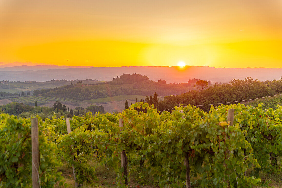 Blick auf Weinberge und Landschaft bei Sonnenaufgang bei San Gimignano, San Gimignano, Provinz Siena, Toskana, Italien, Europa