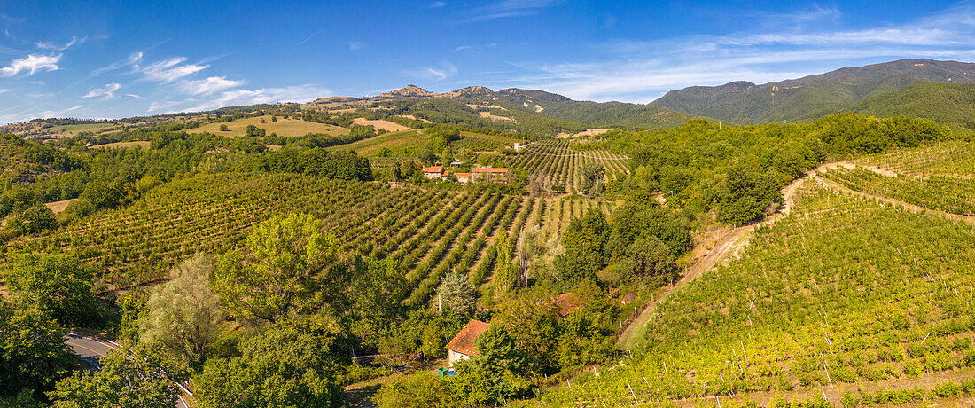 Elevated view of vineyards near Borello,Emilia Romagna,Italy,Europe