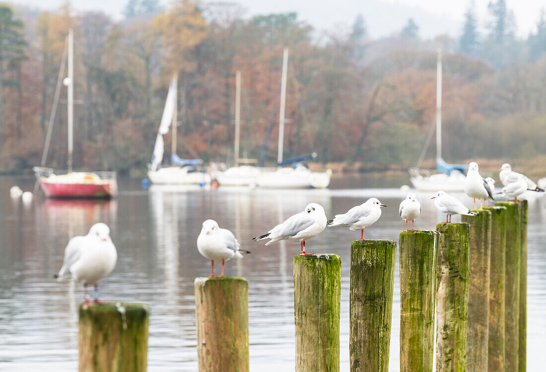 Möwen, die an einem nebligen Herbstmorgen in Windermere, Ambleside, Lake District National Park, UNESCO-Weltkulturerbe, Cumbria, England, Vereinigtes Königreich, Europa, auf den Molen sitzen