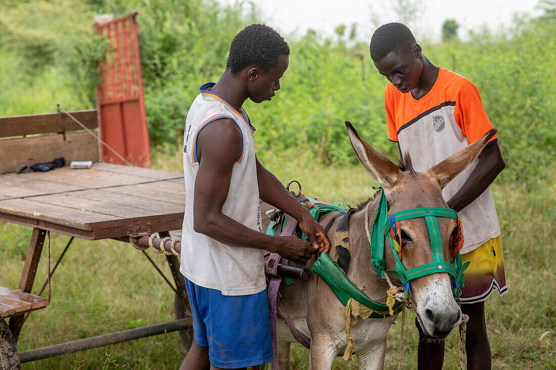 Young Senegalese tying a donkey to a cart outside Fatick,Senegal,West Africa,Africa