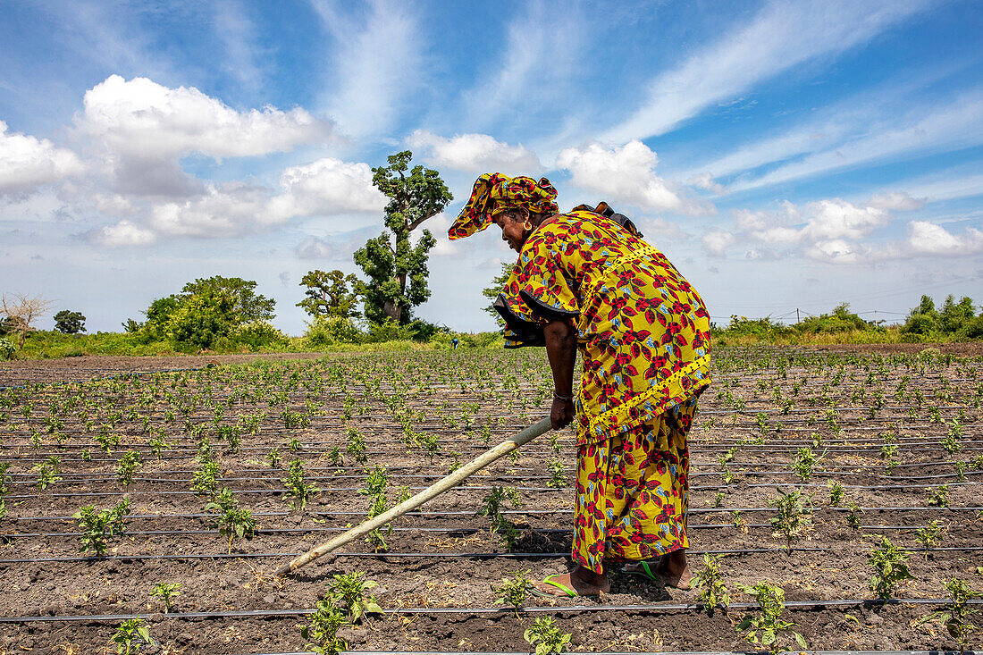 Frau gräbt ihr Gemüsefeld in Pout, Senegal, Westafrika, Afrika