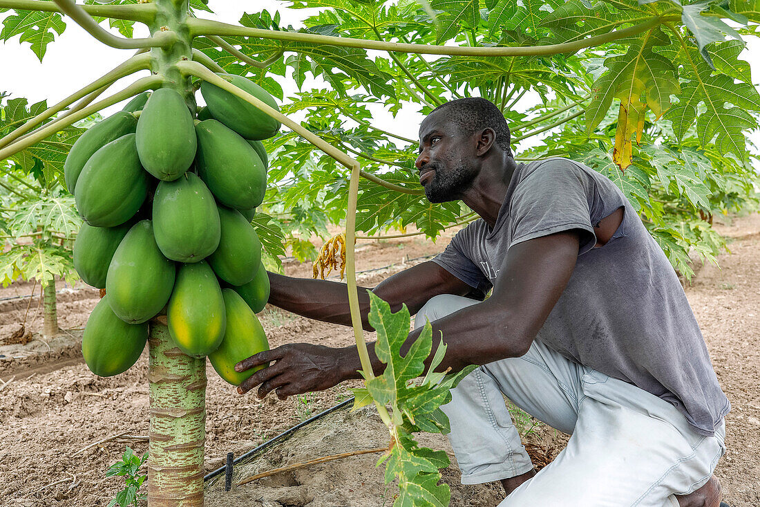 Farmer working in a papaya plantation in Tawafall,Senegal,West Africa,Africa