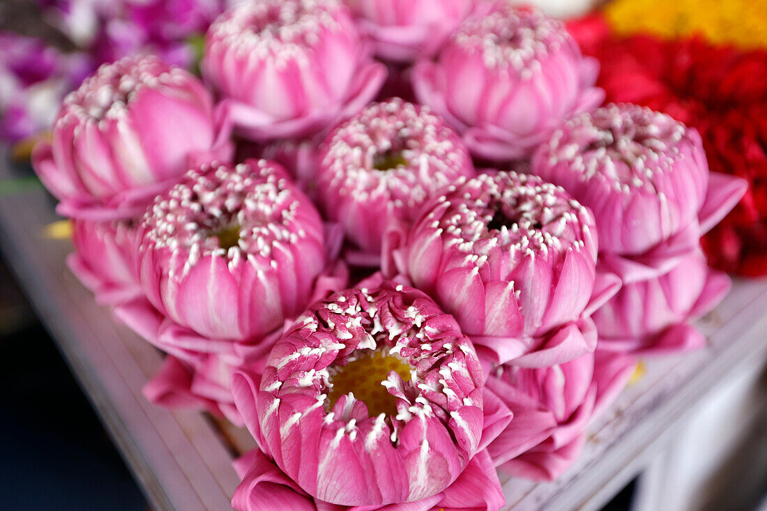 Blumengirlanden als Tempelopfer für Hindu-Zeremonie, Indischer Blumenladen im Sri Maha Mariamman Tempel, Bangkok, Thailand, Südostasien, Asien