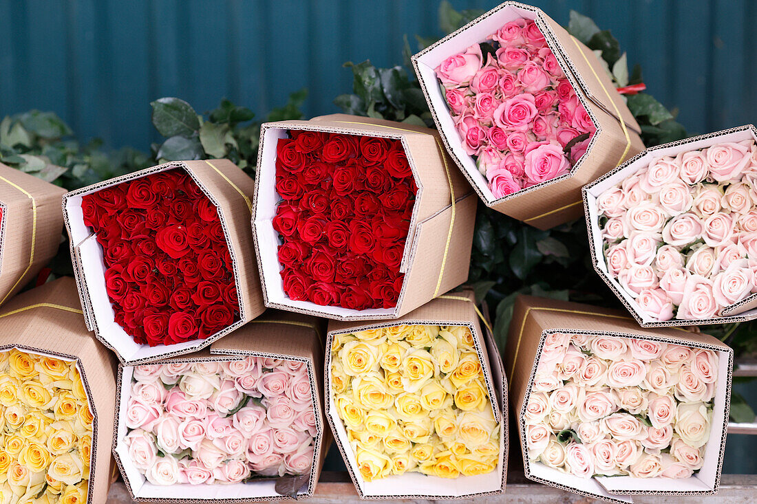 Flower factory,production of roses,horticulture,Dalat,Vietnam,Indochina,Southeast Asia,Asia