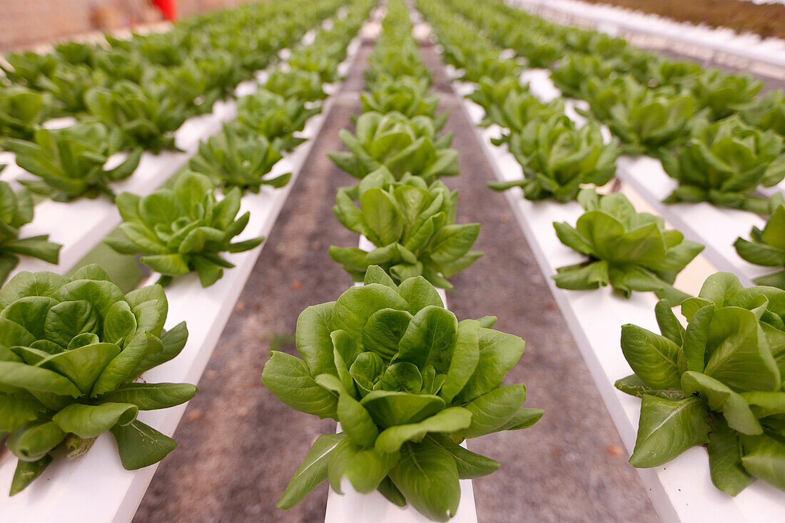 Reihen von Salat in einem Gewächshaus, Bio-Hydrokultur-Gemüsefarm, Dalat, Vietnam, Indochina, Südostasien, Asien