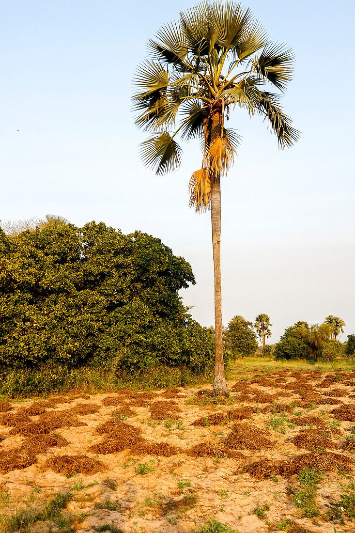 Geerntete Erdnusspflanzen außerhalb von Ndangane, Senegal, Westafrika, Afrika