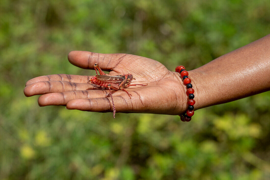 Grashüpfer in der Hand in Toubacouta, Senegal, Westafrika, Afrika