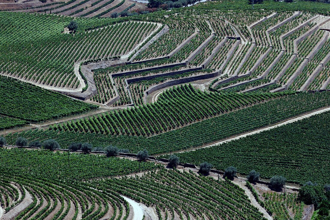 Weinberge im Douro-Tal im Herzen des Alto Douro Weinanbaugebiets,Pinhao,Portugal,Europa