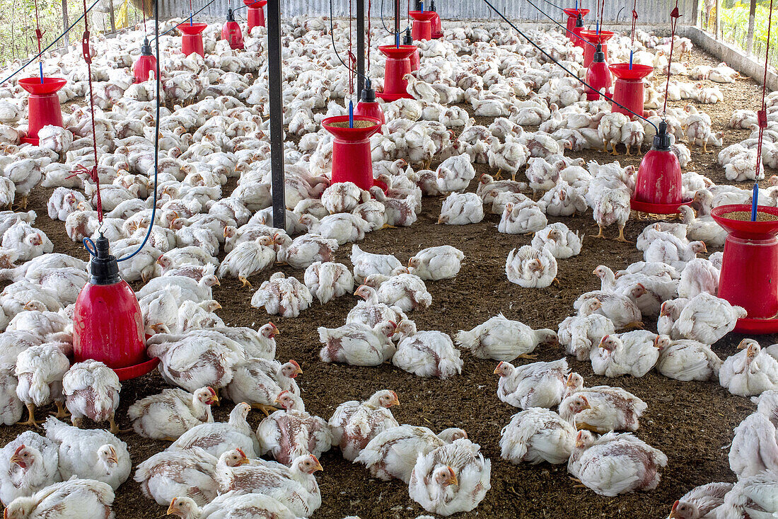 Chicken coop in Babra,Maharashtra,India,Asia