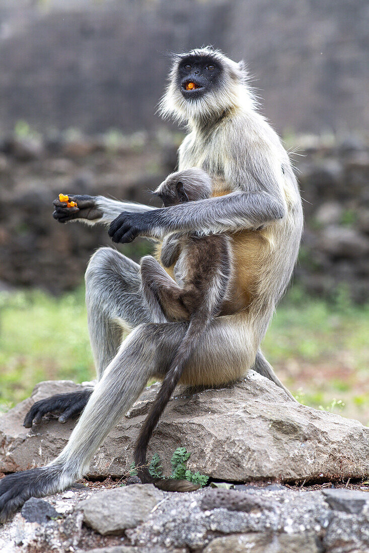 Weiblicher Affe mit Baby isst Süßes in Daulatabad, Maharashtra, Indien, Asien