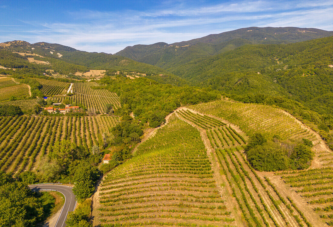 Blick auf Weinberge bei Borello, Emilia Romagna, Italien, Europa