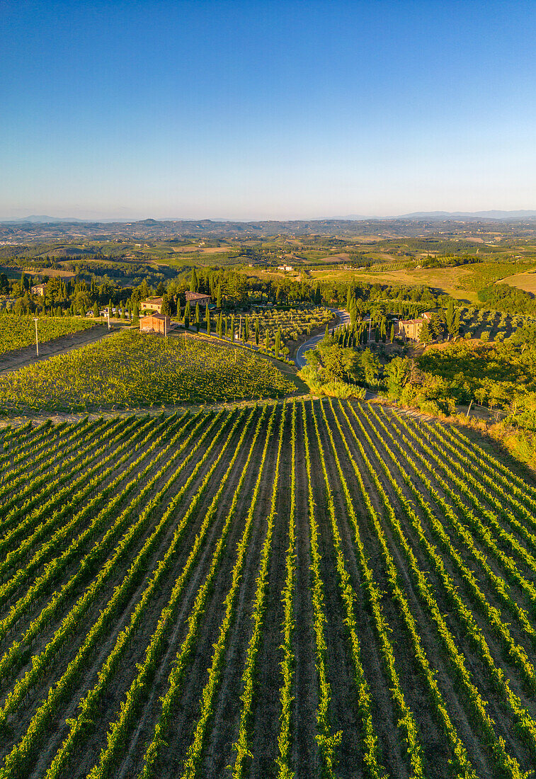 Elevated view of vineyards near San Gimignano at sunrise,San Gimignano,Tuscany,Italy,Europe