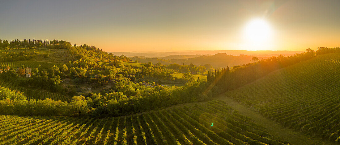 Elevated view of vineyards near San Gimignano at sunrise,San Gimignano,Tuscany,Italy,Europe