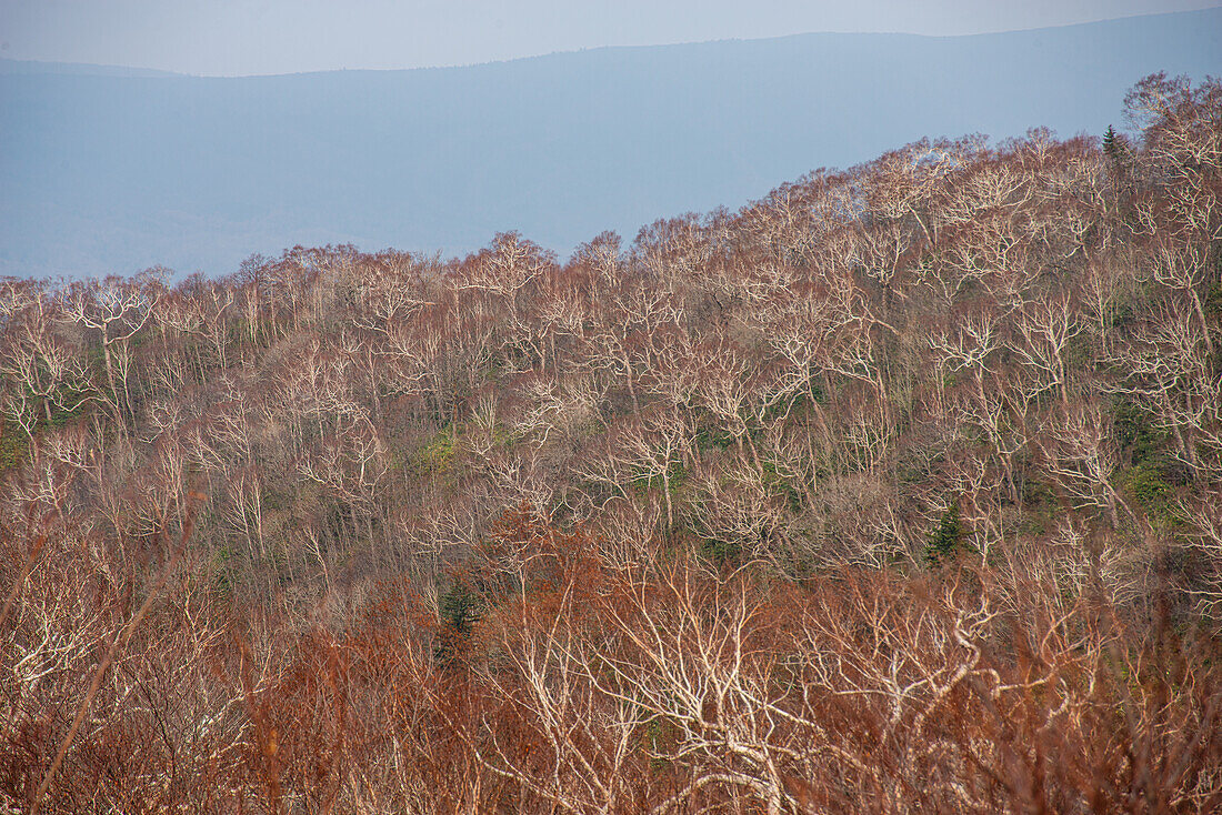 Nahaufnahme eines herbstlichen Waldes ohne Blätter im Shiretoko National Park, nördlich von Hokkaido, Japan, Asien