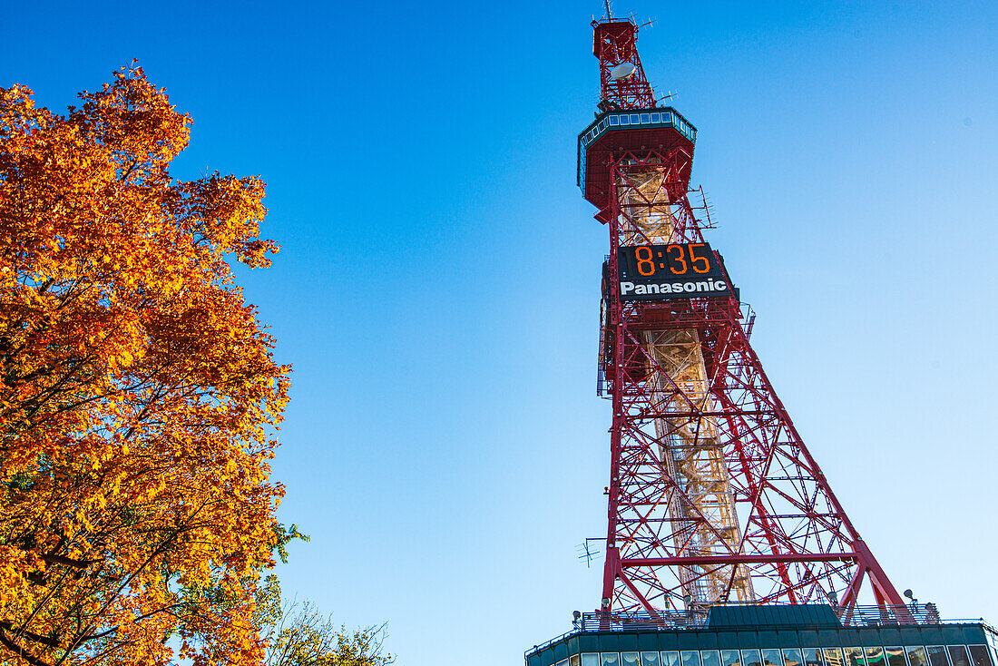 Nahaufnahme des Sapporo Tower mit rotem Ahorn-Herbstlaub vor blauem Himmel, Sapporo, Hokkaido, Japan, Asien