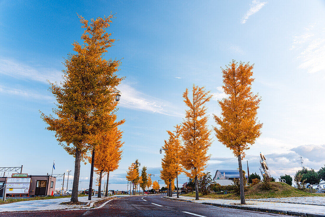 Wunderschöne Allee aus goldenen Ginkgobäumen im Herbst, Aomori, Honshu, Japan, Asien